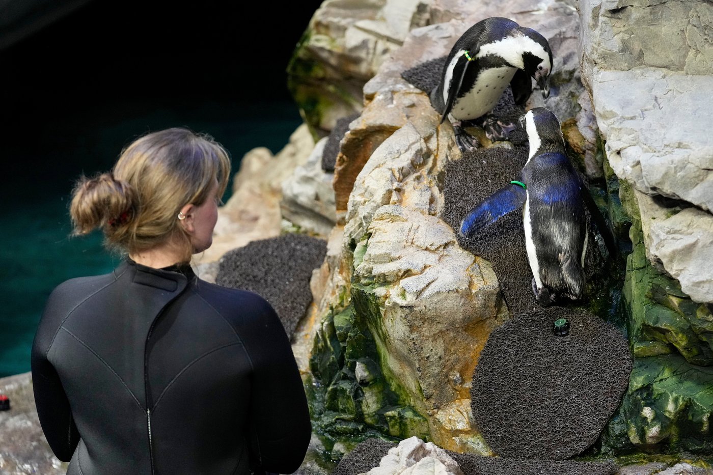 Much like a nursing home, penguins at a Boston aquarium can age with dignity | iNFOnews.ca Much like a nursing home, penguins at a Boston aquarium can age with dignity | iNFOnews.ca