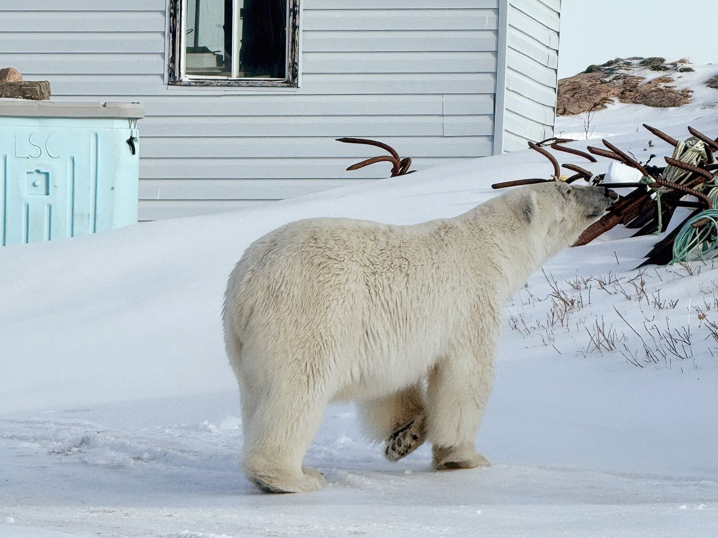 Massive wandering polar bear visits Labrador and Quebec during spring feeding tour | iNFOnews.ca Massive wandering polar bear visits Labrador and Quebec during spring feeding tour | iNFOnews.ca