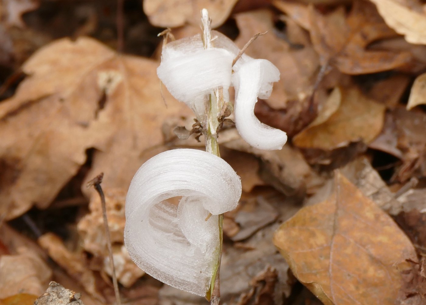 With one touch, they vanish. Meet the delicate, icy wonders called frost flowers | iNFOnews.ca