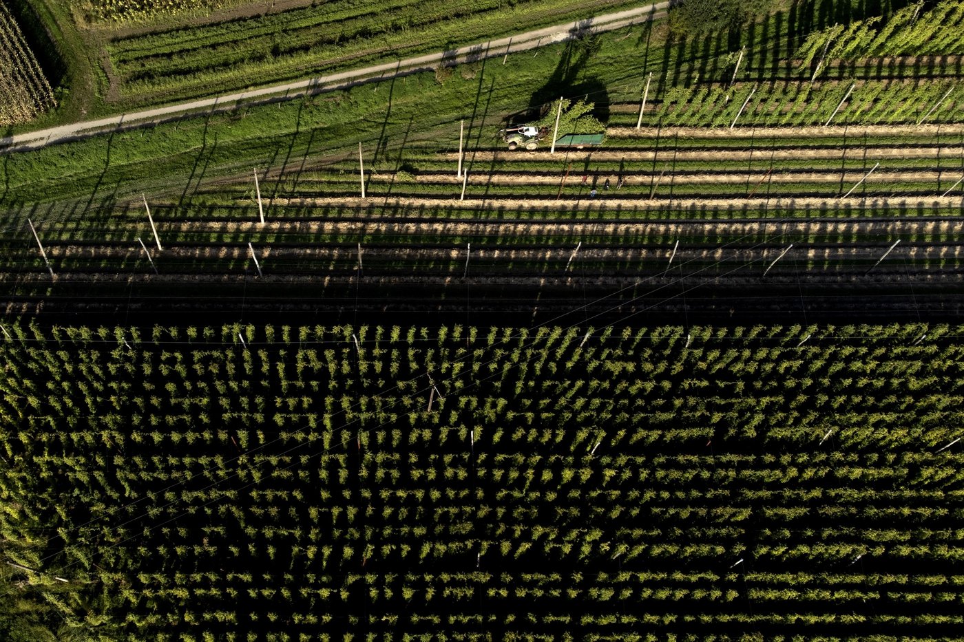 Brewing a cold beer on a warming planet is hard. Germany uses education to fight climate change | iNFOnews.ca Brewing a cold beer on a warming planet is hard. Germany uses education to fight climate change | iNFOnews.ca