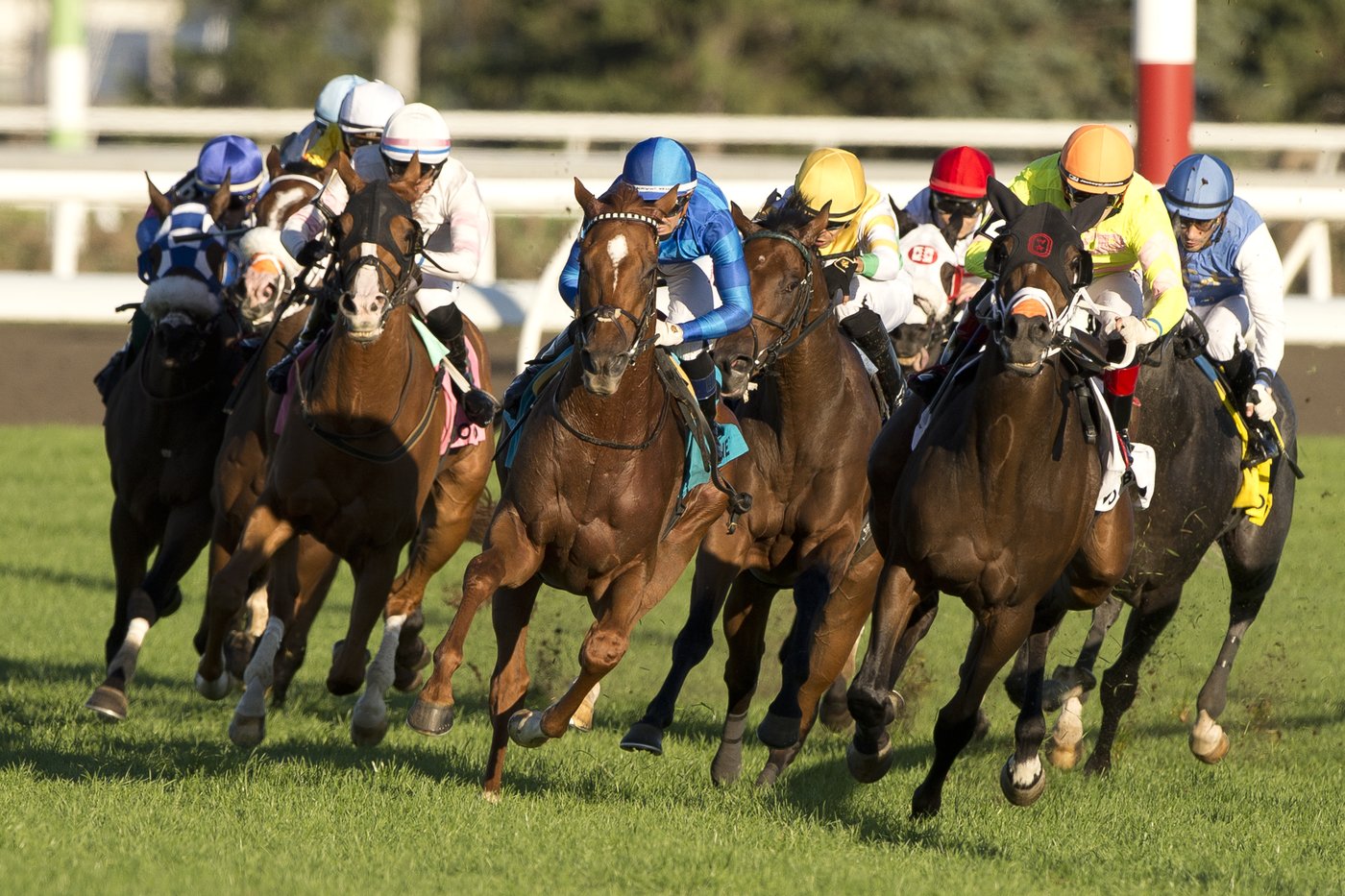 Tom’s Magic wins Breeders' Stakes, the final jewel of Canadian Triple Crown | iNFOnews.ca Tom’s Magic wins Breeders' Stakes, the final jewel of Canadian Triple Crown | iNFOnews.ca