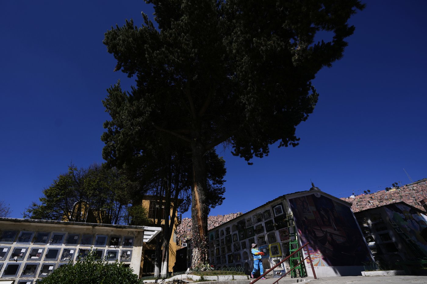 Devotees say Bolivia's lightning-struck 'miracle tree' conjures luck | iNFOnews.ca