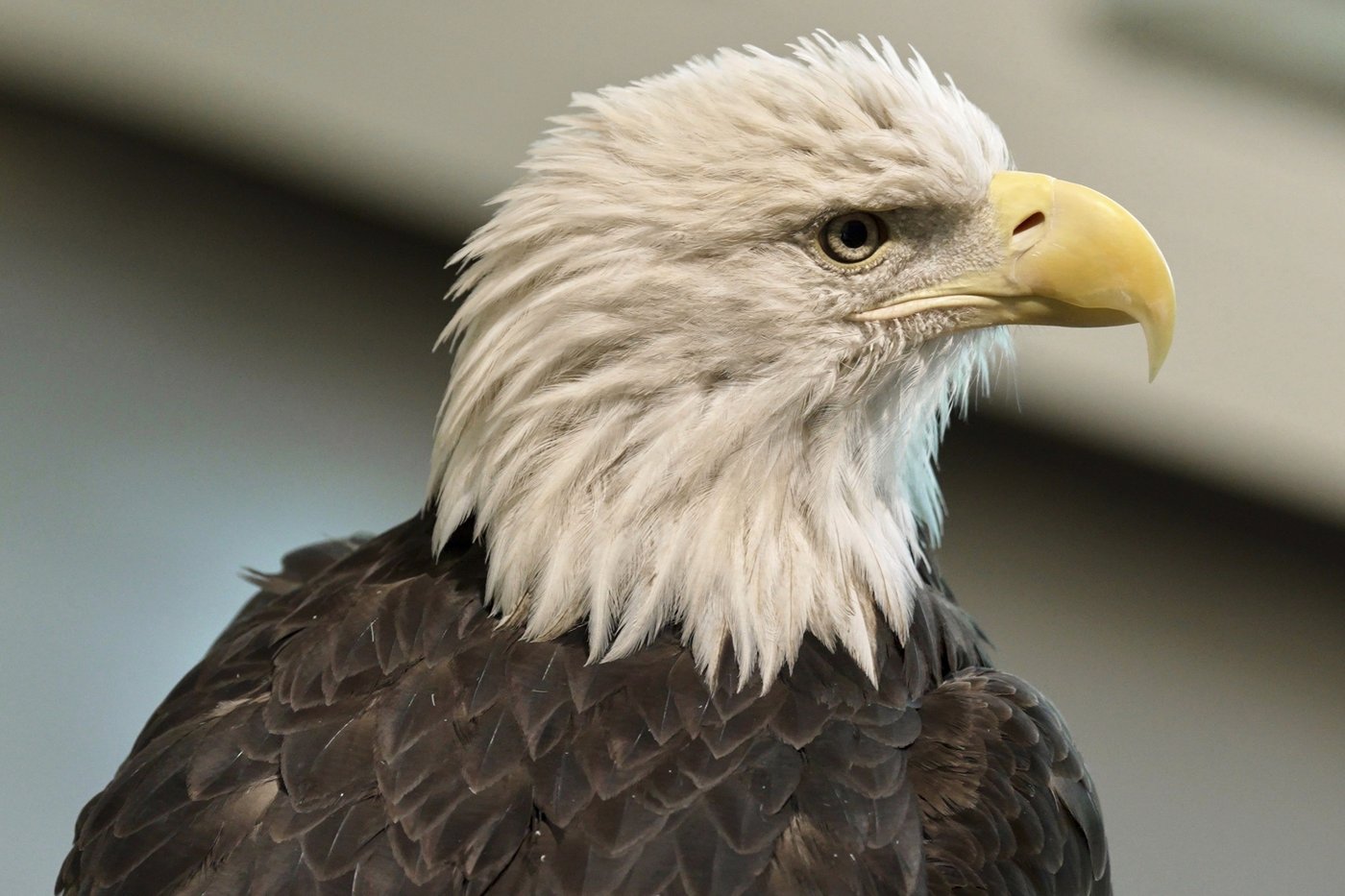 Bald eagle's new status as the official US bird brings pride and hope to many Native Americans | iNFOnews.ca Bald eagle's new status as the official US bird brings pride and hope to many Native Americans | iNFOnews.ca