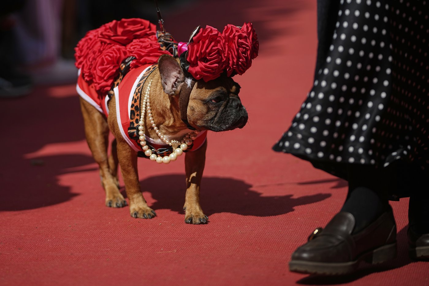 PHOTO COLLECTION: Russia French Bulldogs Parade | iNFOnews.ca