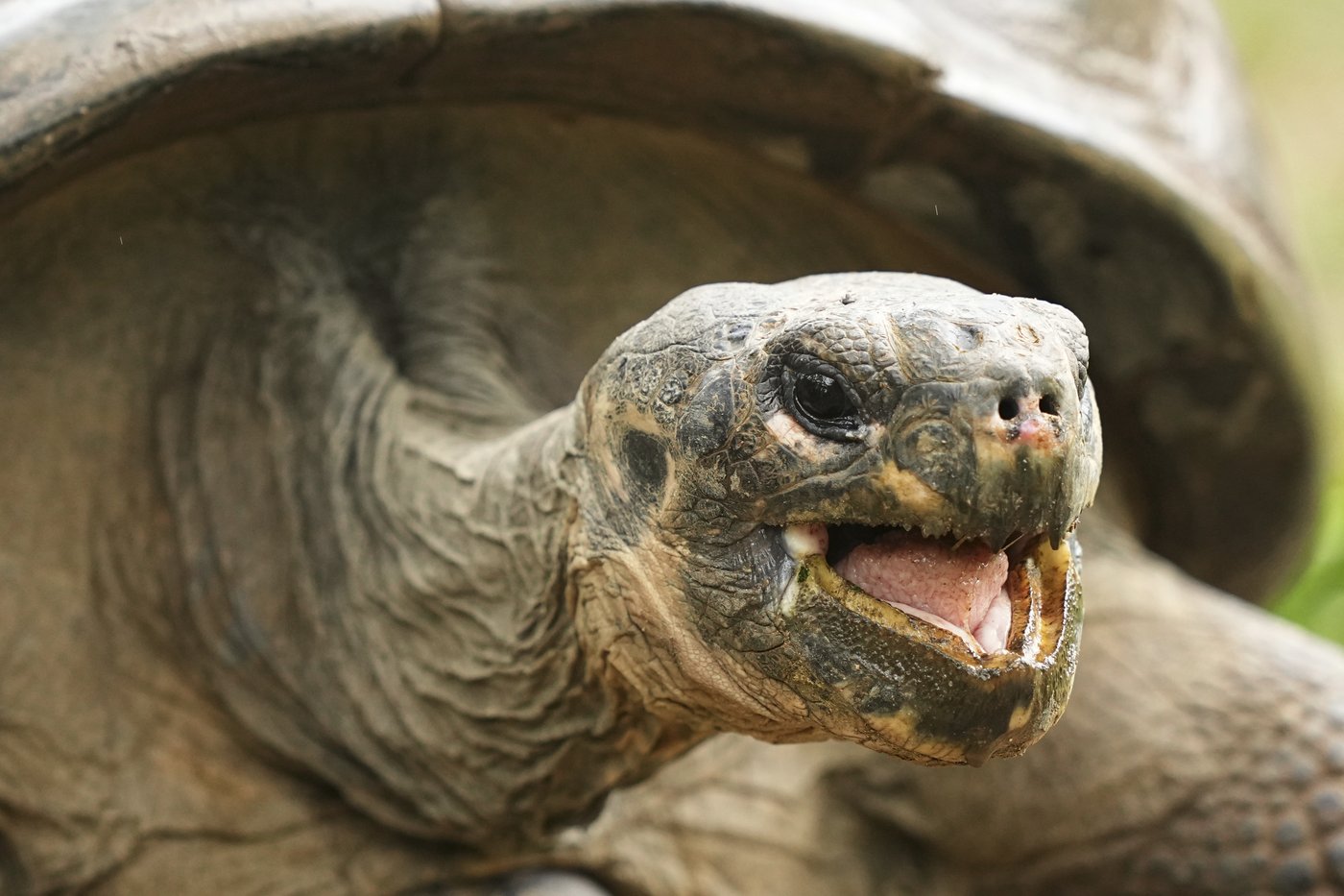 Tortoise hatchlings born of century-old parents come out of their shells at Philadelphia Zoo | iNFOnews.ca Tortoise hatchlings born of century-old parents come out of their shells at Philadelphia Zoo | iNFOnews.ca