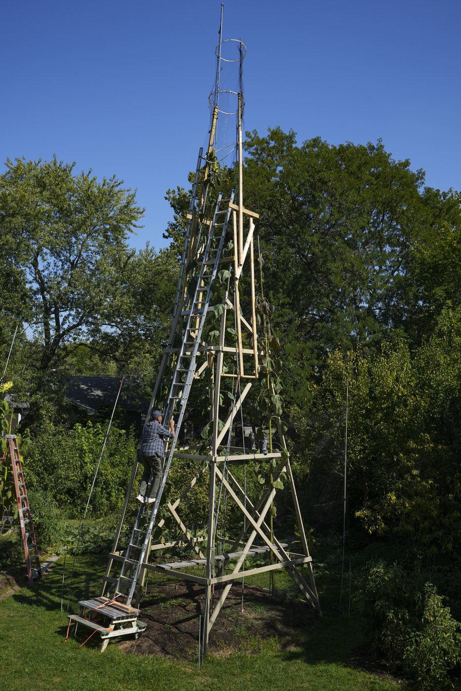 The world's tallest sunflower blooms in an Indiana backyard as a tribute to Ukraine | iNFOnews.ca The world's tallest sunflower blooms in an Indiana backyard as a tribute to Ukraine | iNFOnews.ca
