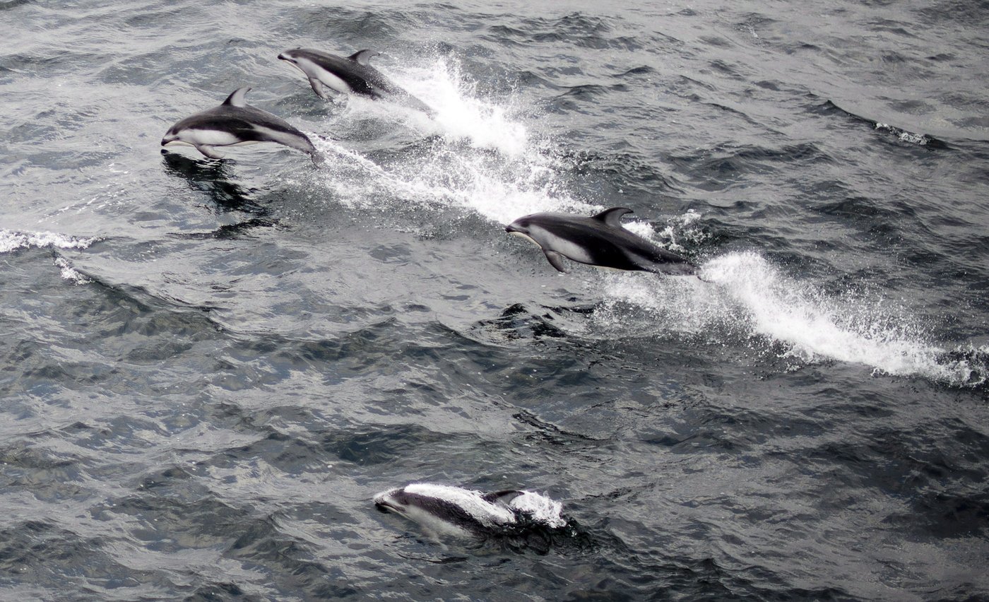 Man seen 'speeding toward' dolphins in B.C. waters fined $5,000 | iNFOnews.ca Man seen 'speeding toward' dolphins in B.C. waters fined $5,000 | iNFOnews.ca