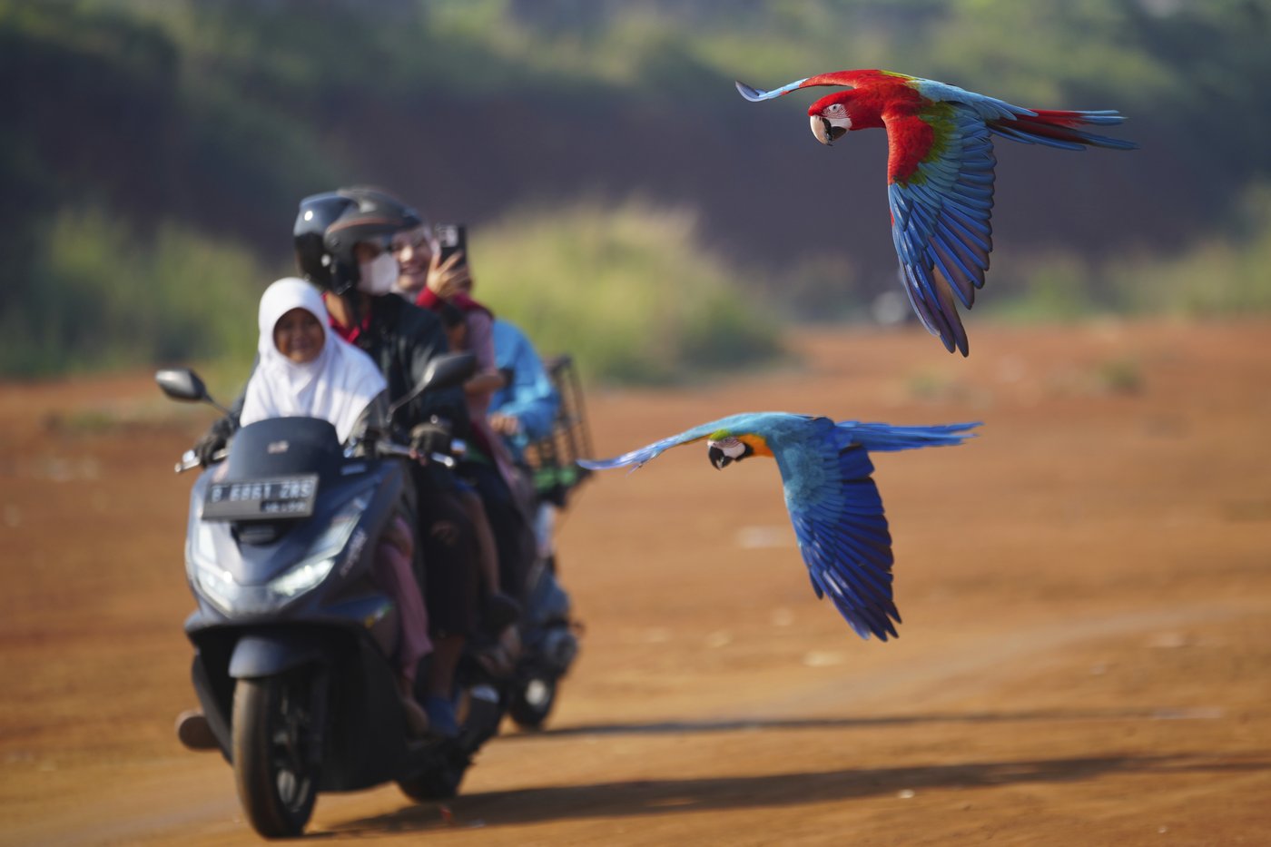 Photos show how an Indonesian motorbike mechanic became a macaw trainer | iNFOnews.ca