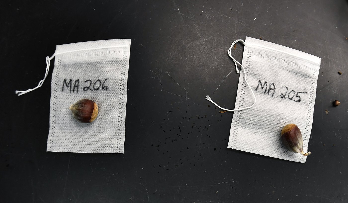 'Tis the season for roasting chestnuts. But in the US, native ones are almost gone | iNFOnews.ca 'Tis the season for roasting chestnuts. But in the US, native ones are almost gone | iNFOnews.ca