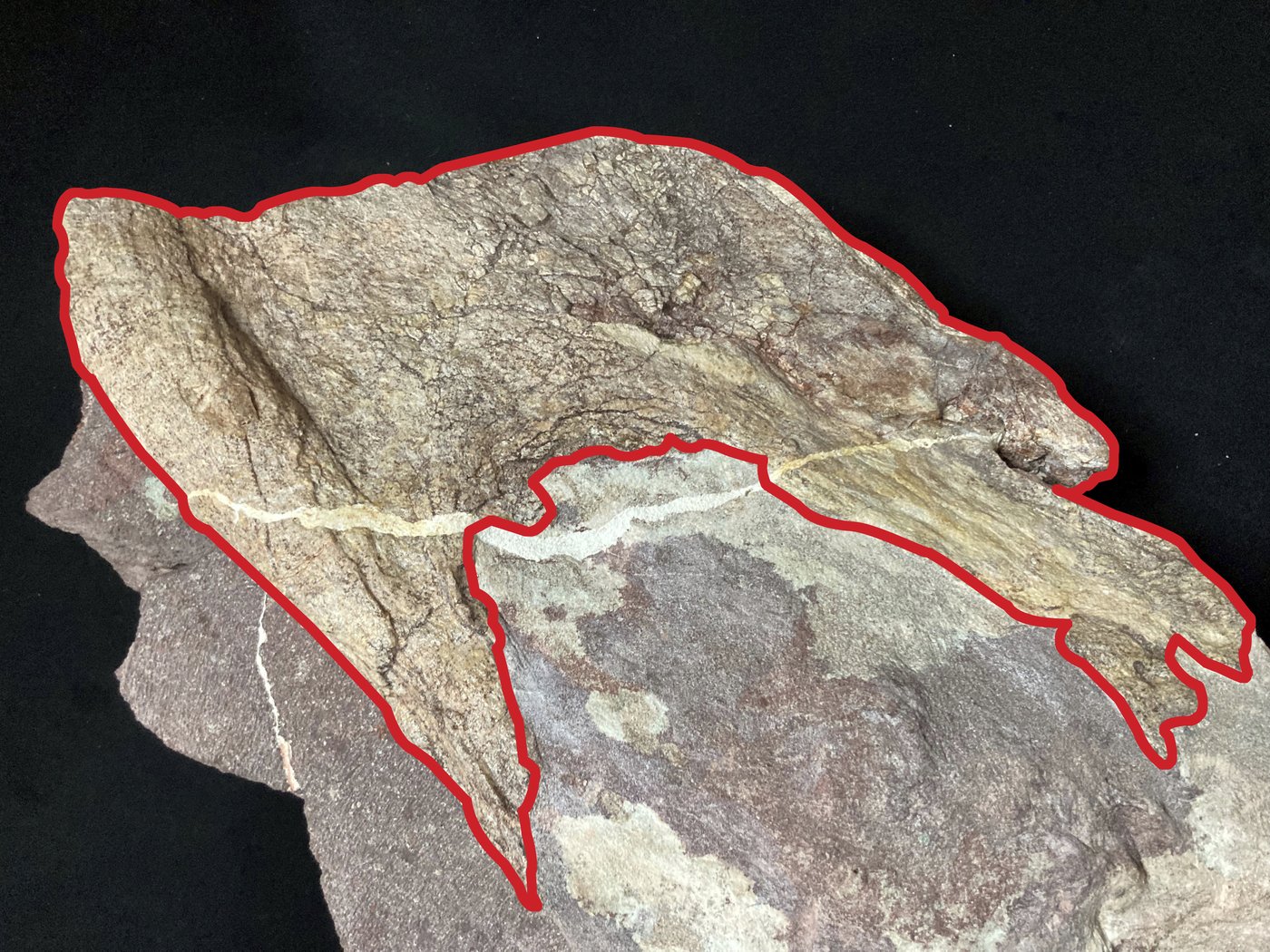 Hong Kong discovers dinosaur fossils for the first time | iNFOnews.ca