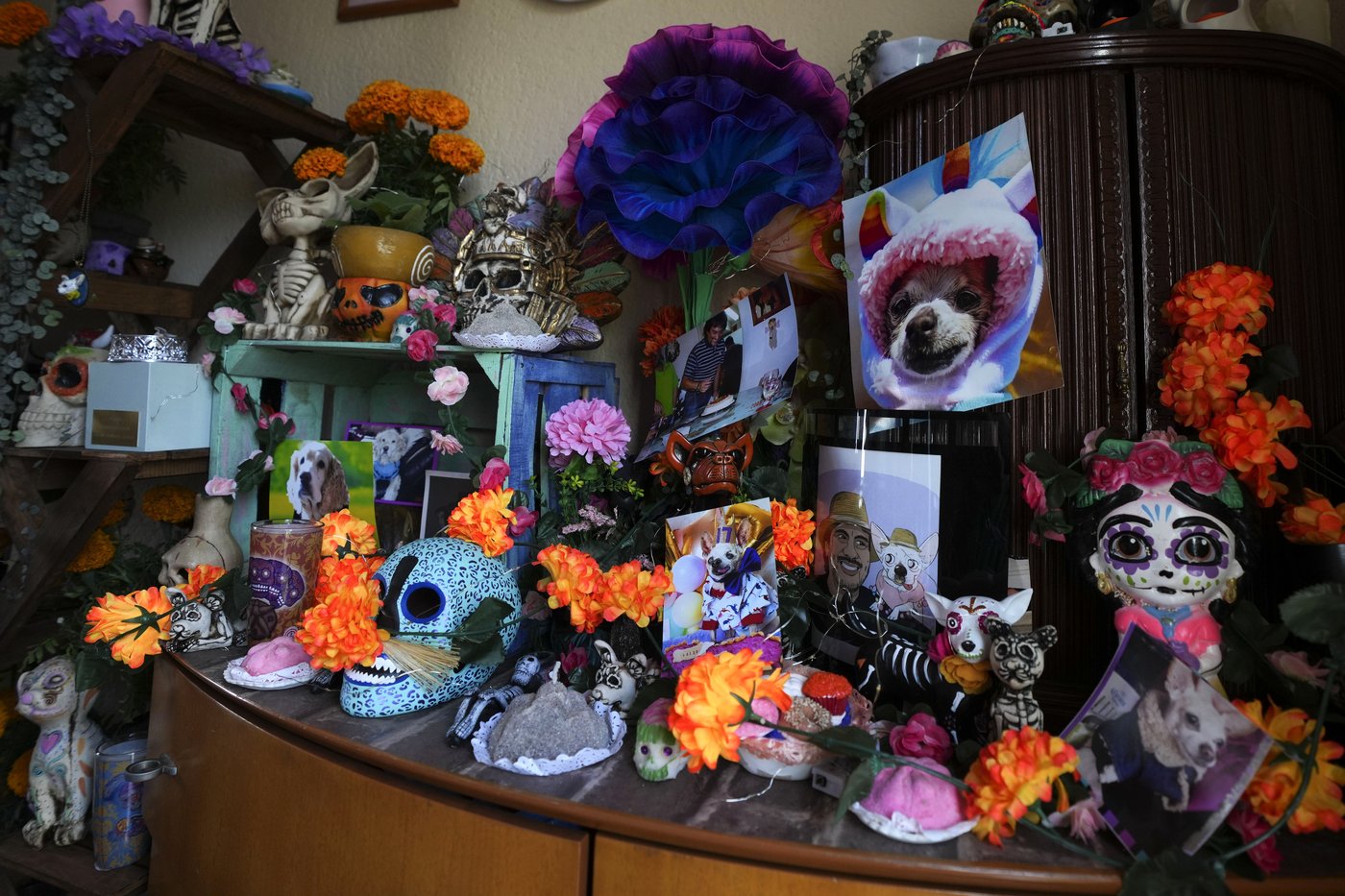 Pets join Mexico's Day of the Dead celebrations, as Fido and Tiger get their own altars | iNFOnews.ca