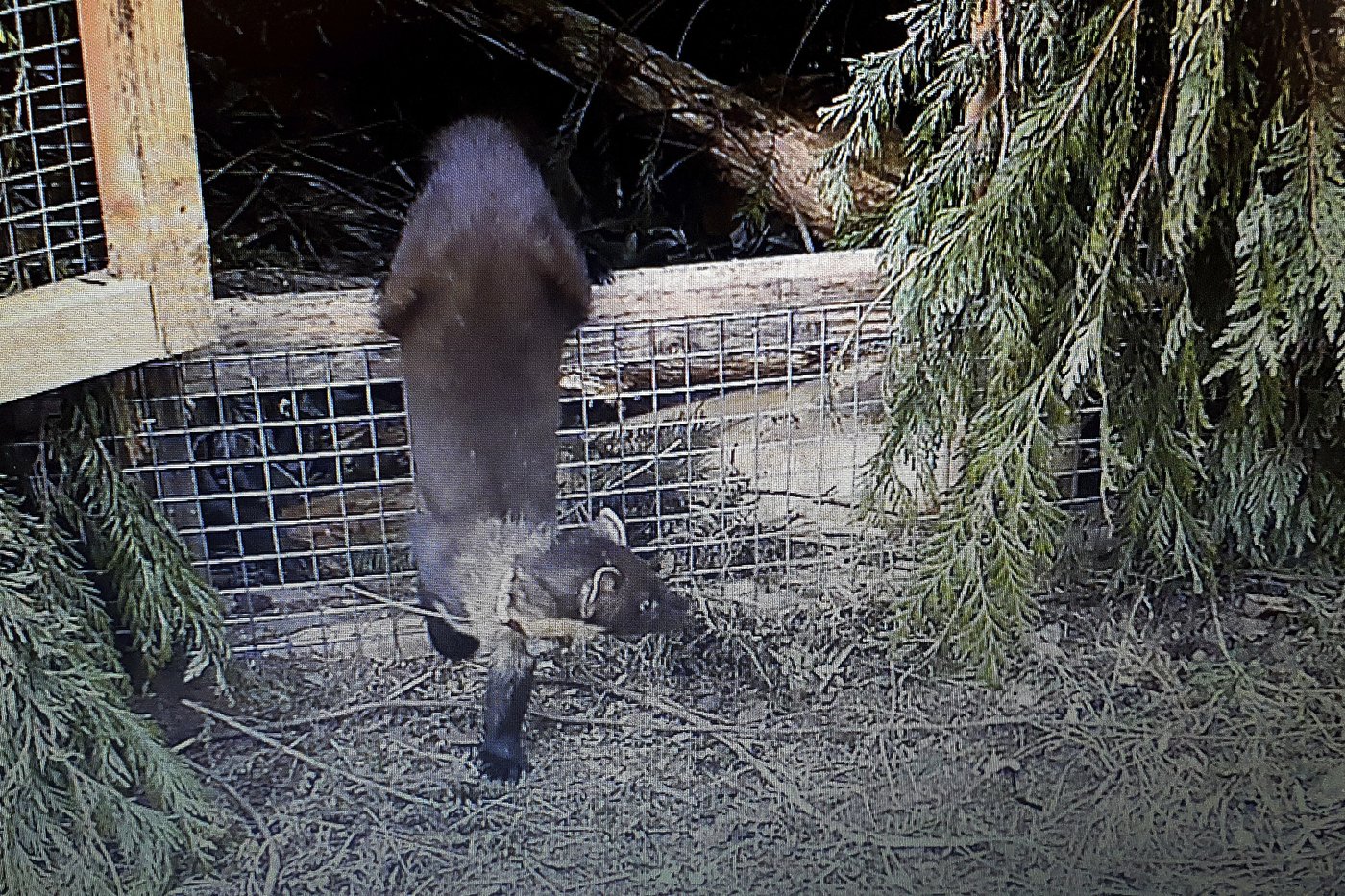 Pine martens are returned to southern England for the first time in a century | iNFOnews.ca