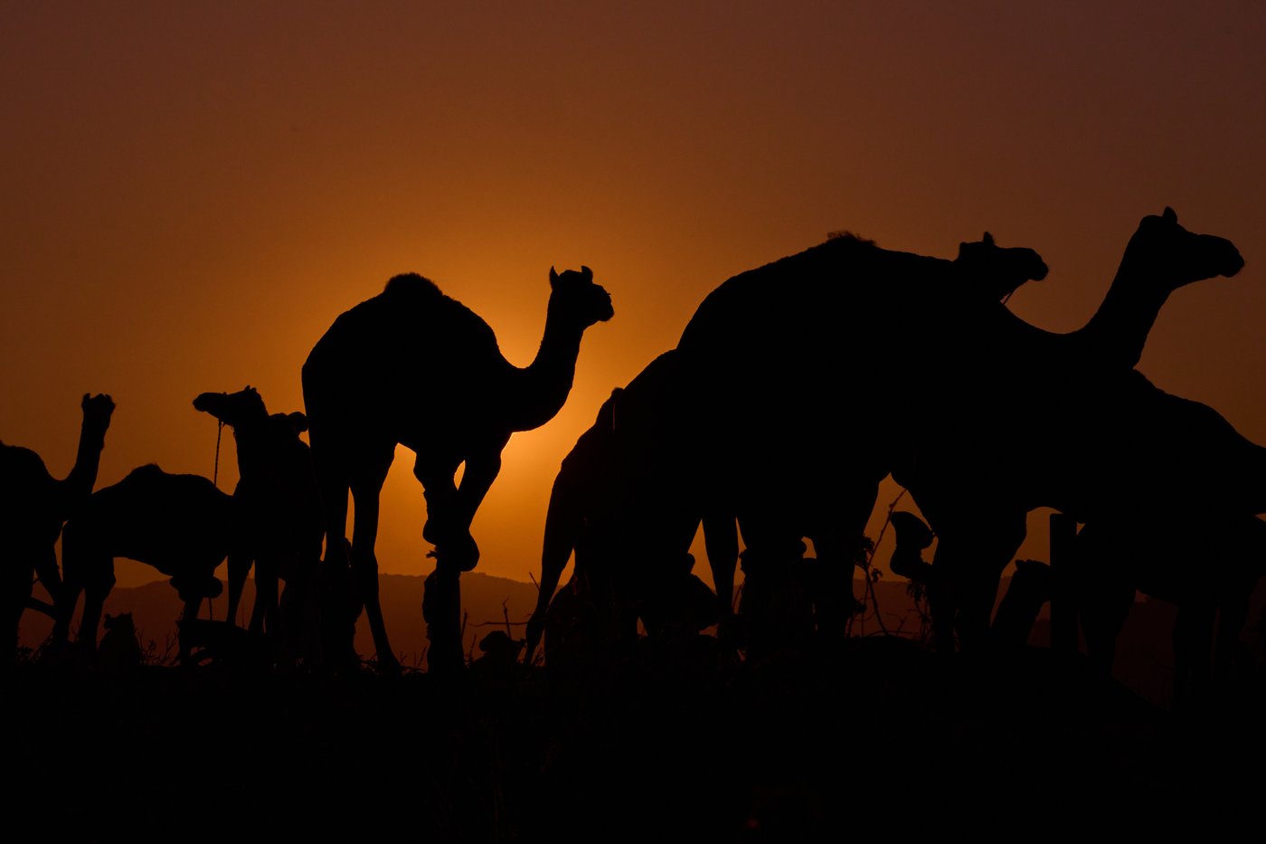 A camel fair in India's desert town of Pushkar draws traders and tourists, in photos | iNFOnews.ca