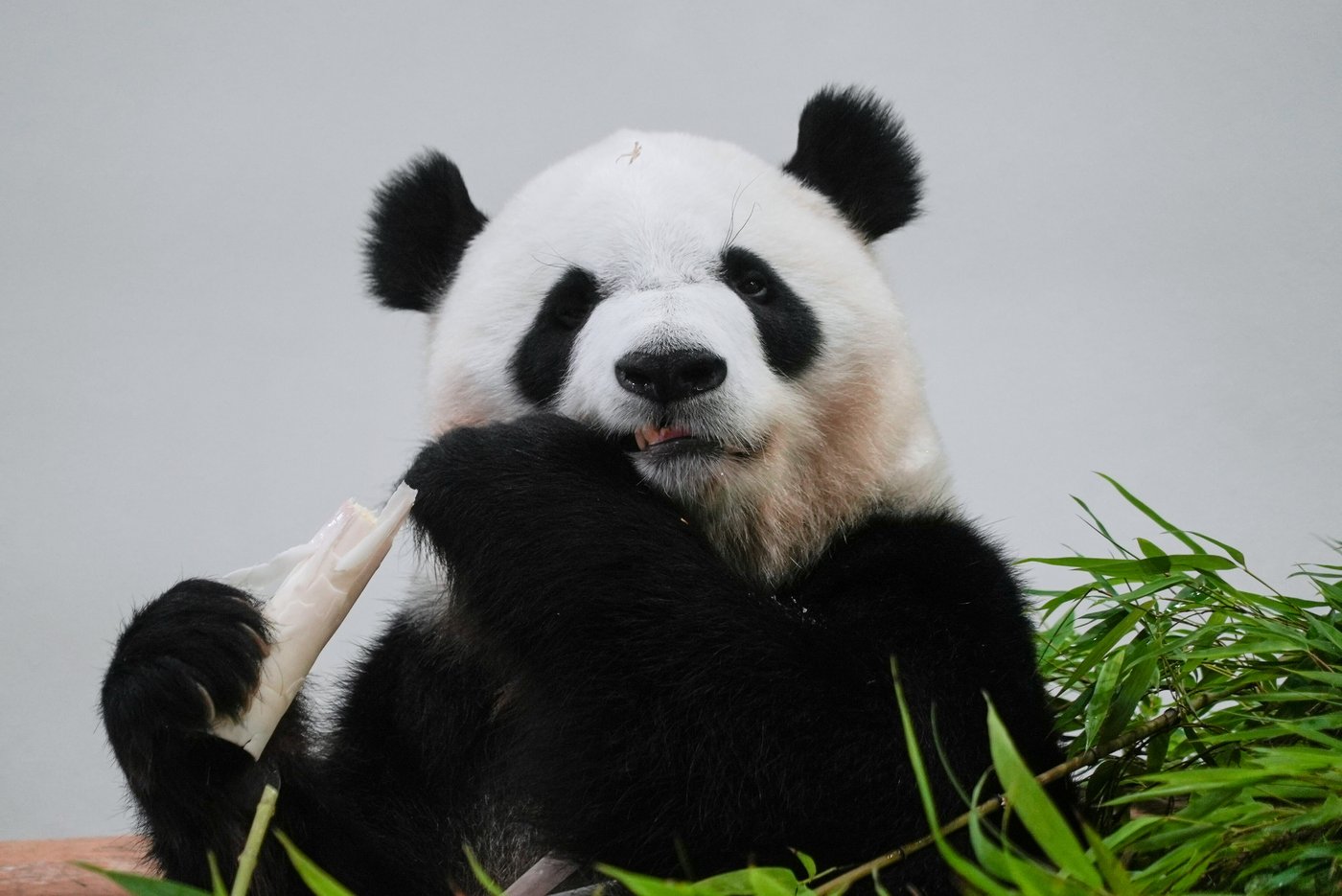 Fans bid teary farewell to four giant pandas at a zoo in Japan before their return to China | iNFOnews.ca