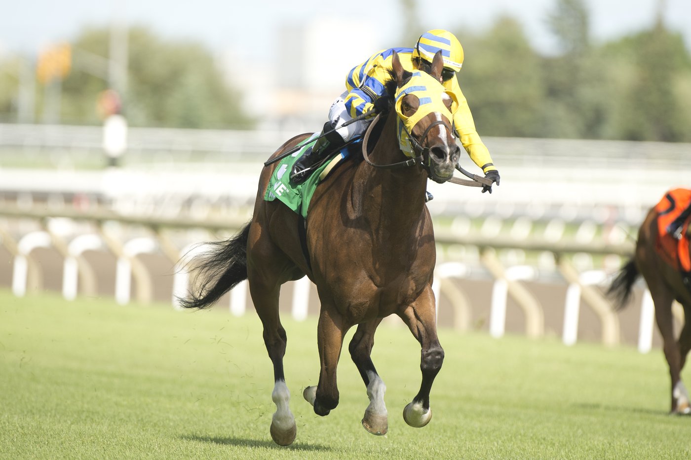 Patches O'Houlihan, Canada's reigning horse of the year, is euthanized after injury | iNFOnews.ca