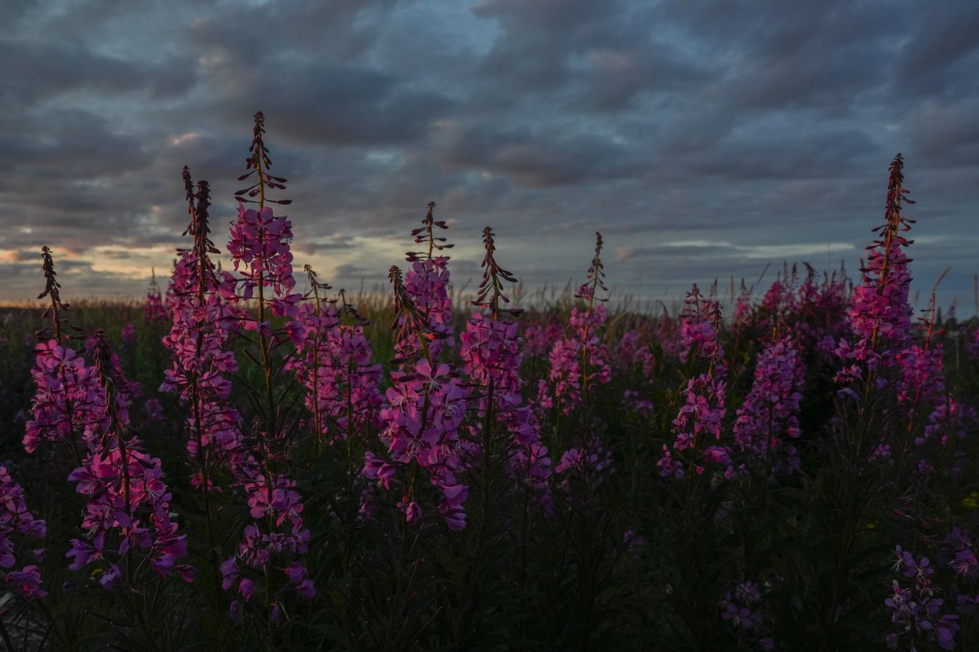 In the gateway to the Arctic, fat, ice and polar bears are crucial. All three are in trouble | iNFOnews.ca