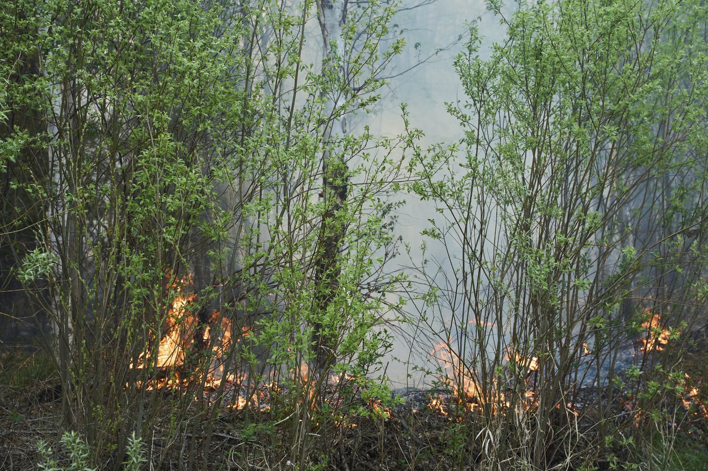 Satellite images reveal conditions that contributed to 'catastrophic' wildfire season | iNFOnews.ca
