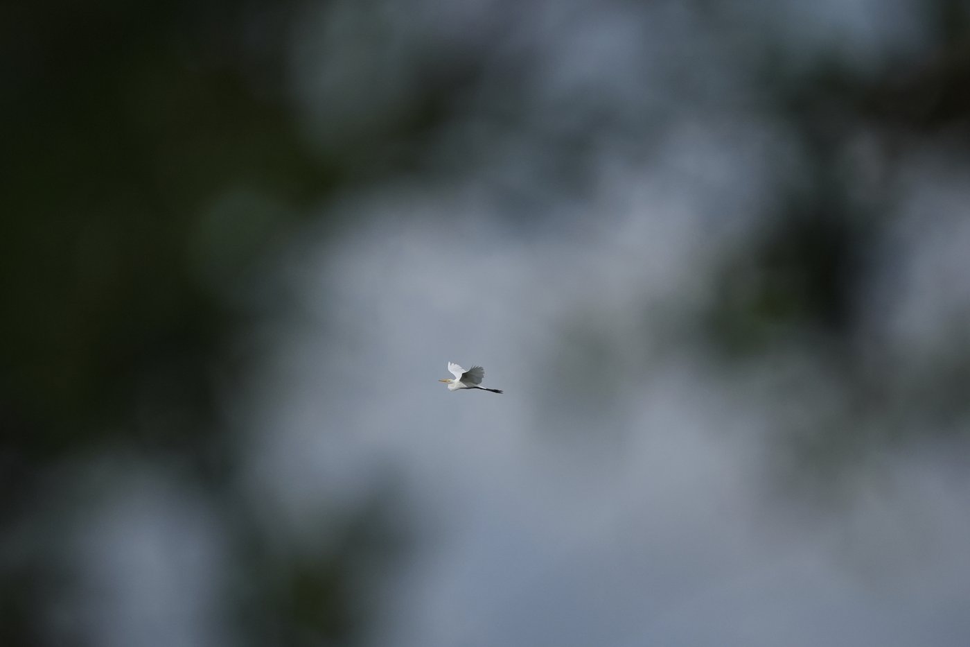 Takeaways from AP's story on Everglades restoration efforts | iNFOnews.ca Takeaways from AP's story on Everglades restoration efforts | iNFOnews.ca