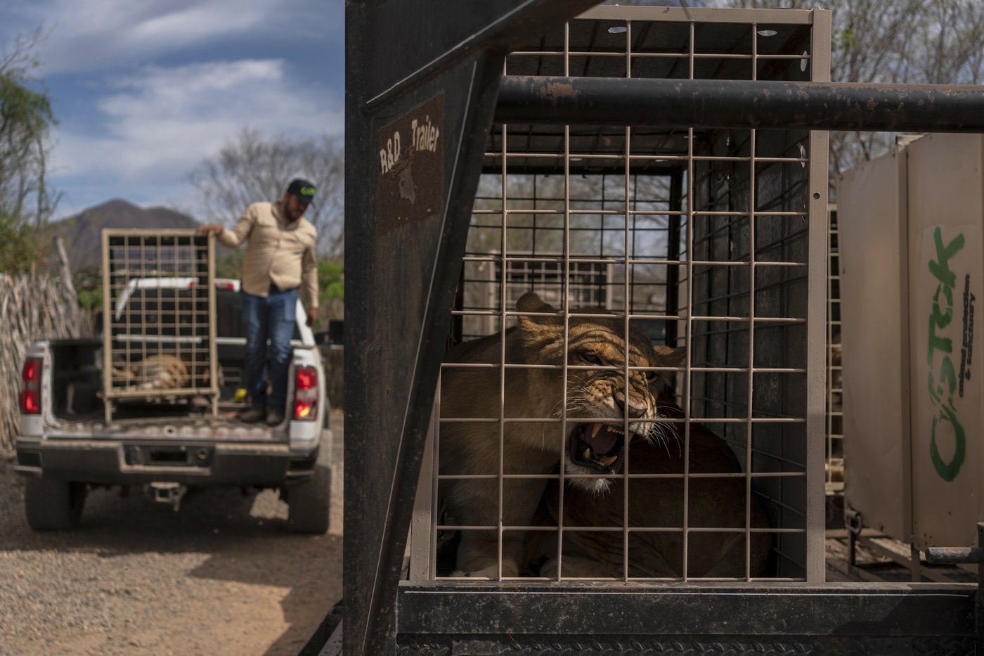 Tigers, jaguars and elephants are the latest to flee cartel violence in Mexico's Sinaloa | iNFOnews.ca Tigers, jaguars and elephants are the latest to flee cartel violence in Mexico's Sinaloa | iNFOnews.ca