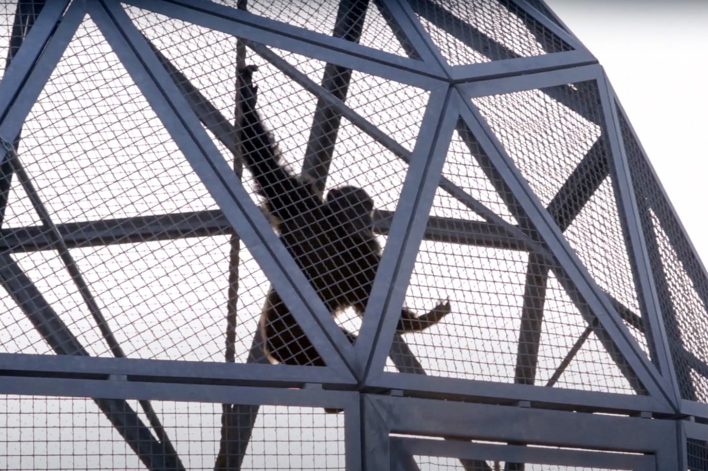 Retired research chimps to be moved from New Mexico to a Louisiana sanctuary | iNFOnews.ca Retired research chimps to be moved from New Mexico to a Louisiana sanctuary | iNFOnews.ca