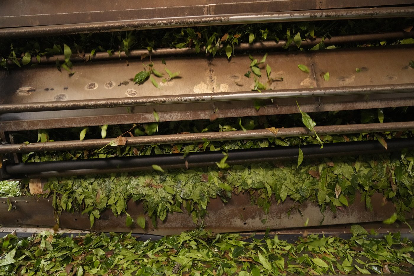 In southern India's tea country, small but mighty efforts are brewing to bring back native forests | iNFOnews.ca