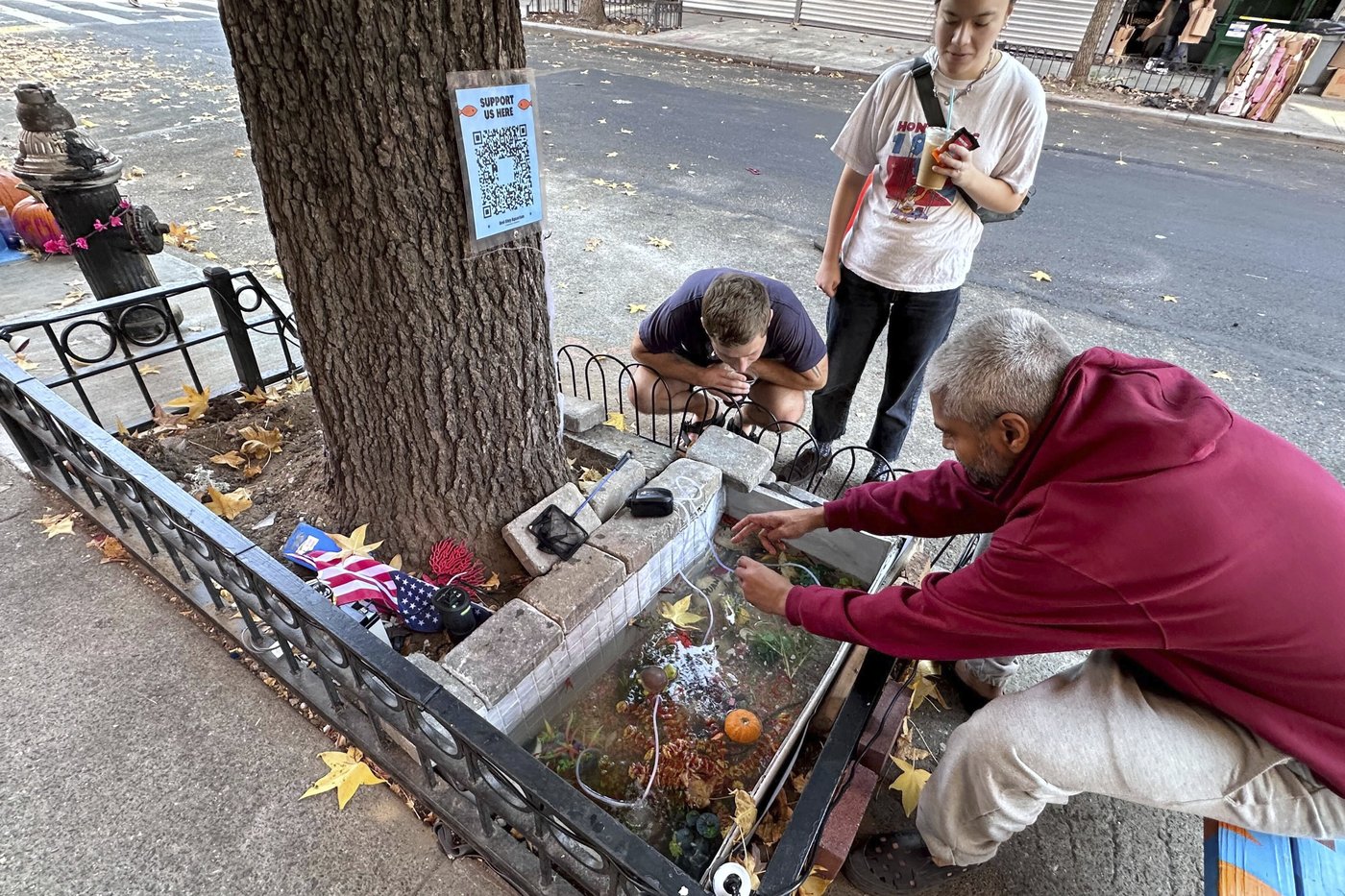 A makeshift goldfish pond beneath a leaky Brooklyn fire hydrant is reborn in a tree bed | iNFOnews.ca A makeshift goldfish pond beneath a leaky Brooklyn fire hydrant is reborn in a tree bed | iNFOnews.ca