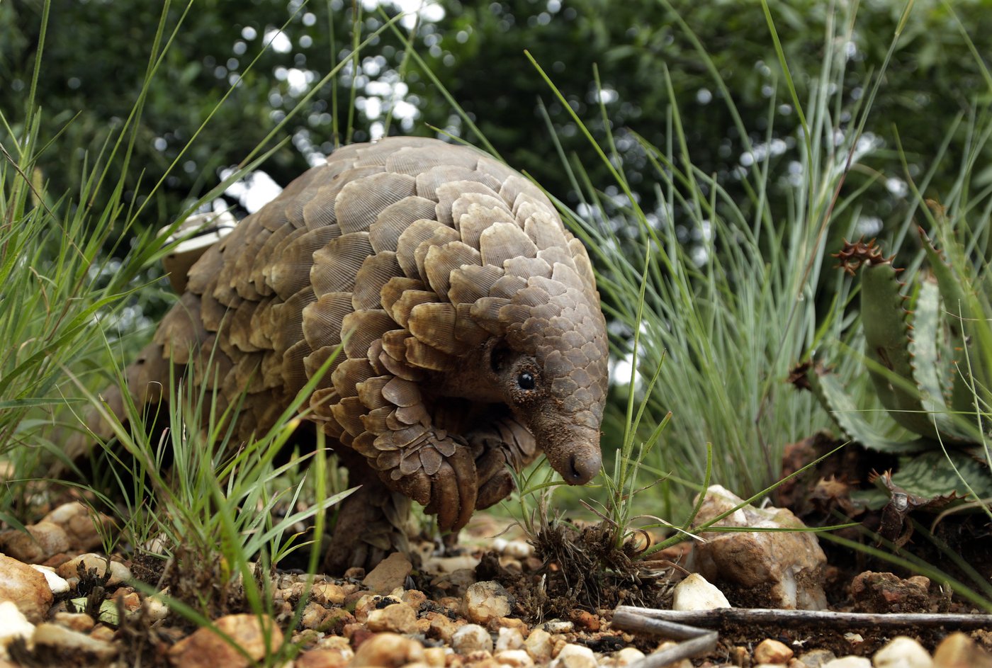 The world's most trafficked mammal is the pangolin. US officials say it's an endangered species | iNFOnews.ca The world's most trafficked mammal is the pangolin. US officials say it's an endangered species | iNFOnews.ca