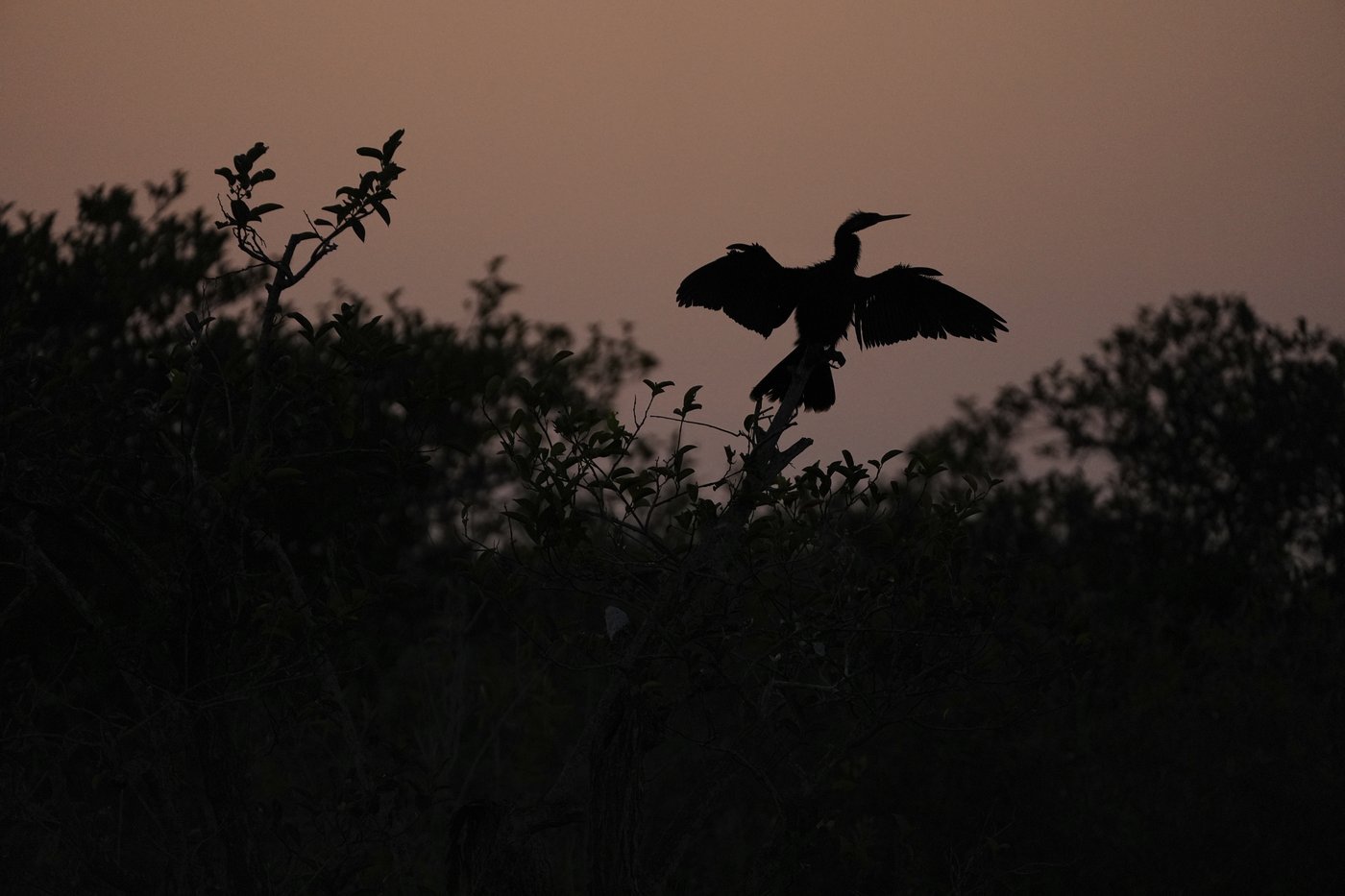 Takeaways from AP's story on the Miccosukee's fight to protect the Everglades | iNFOnews.ca Takeaways from AP's story on the Miccosukee's fight to protect the Everglades | iNFOnews.ca