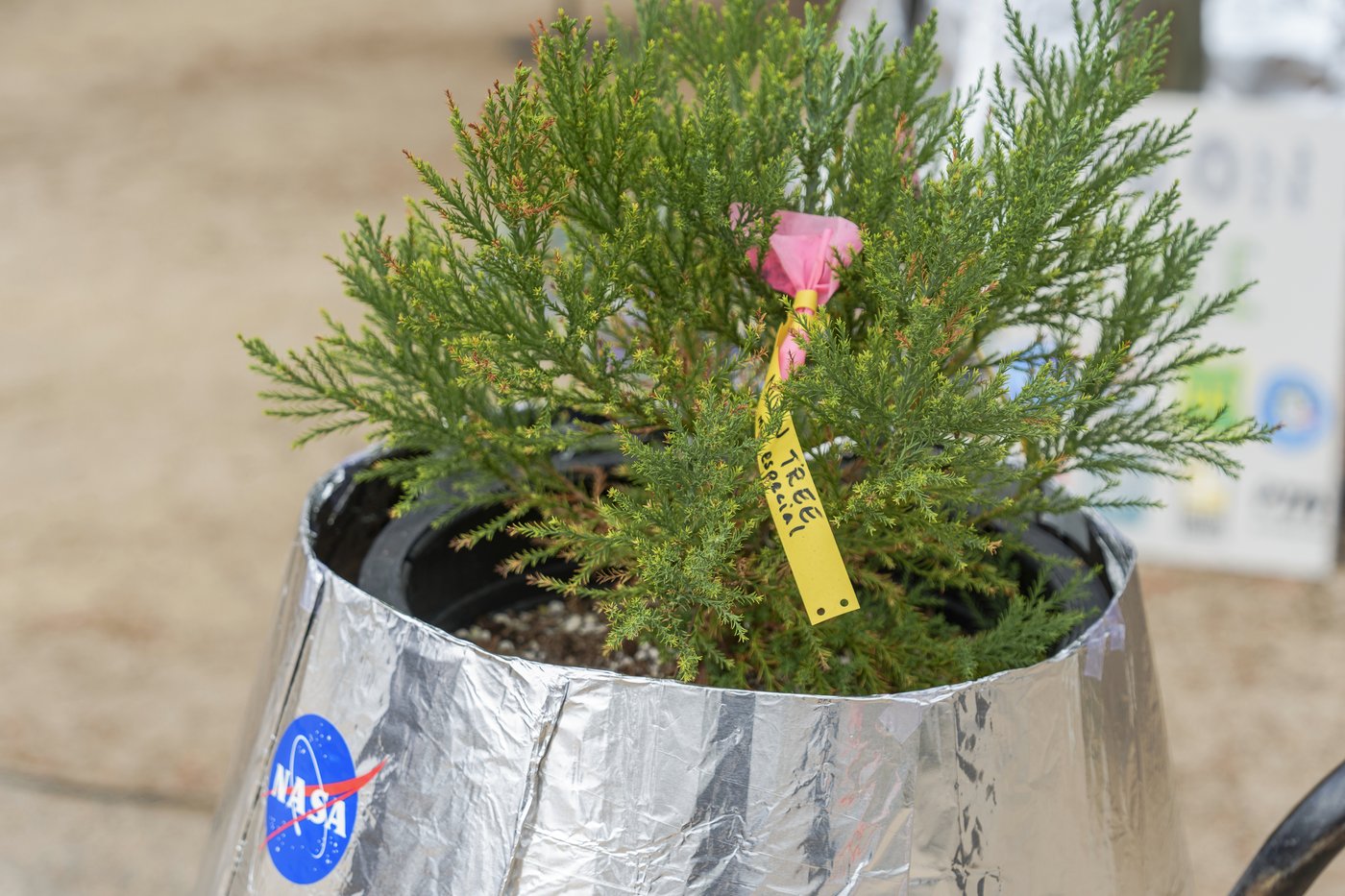 A Southern California school plants a 'Moon Tree' grown with seeds flown in space | iNFOnews.ca