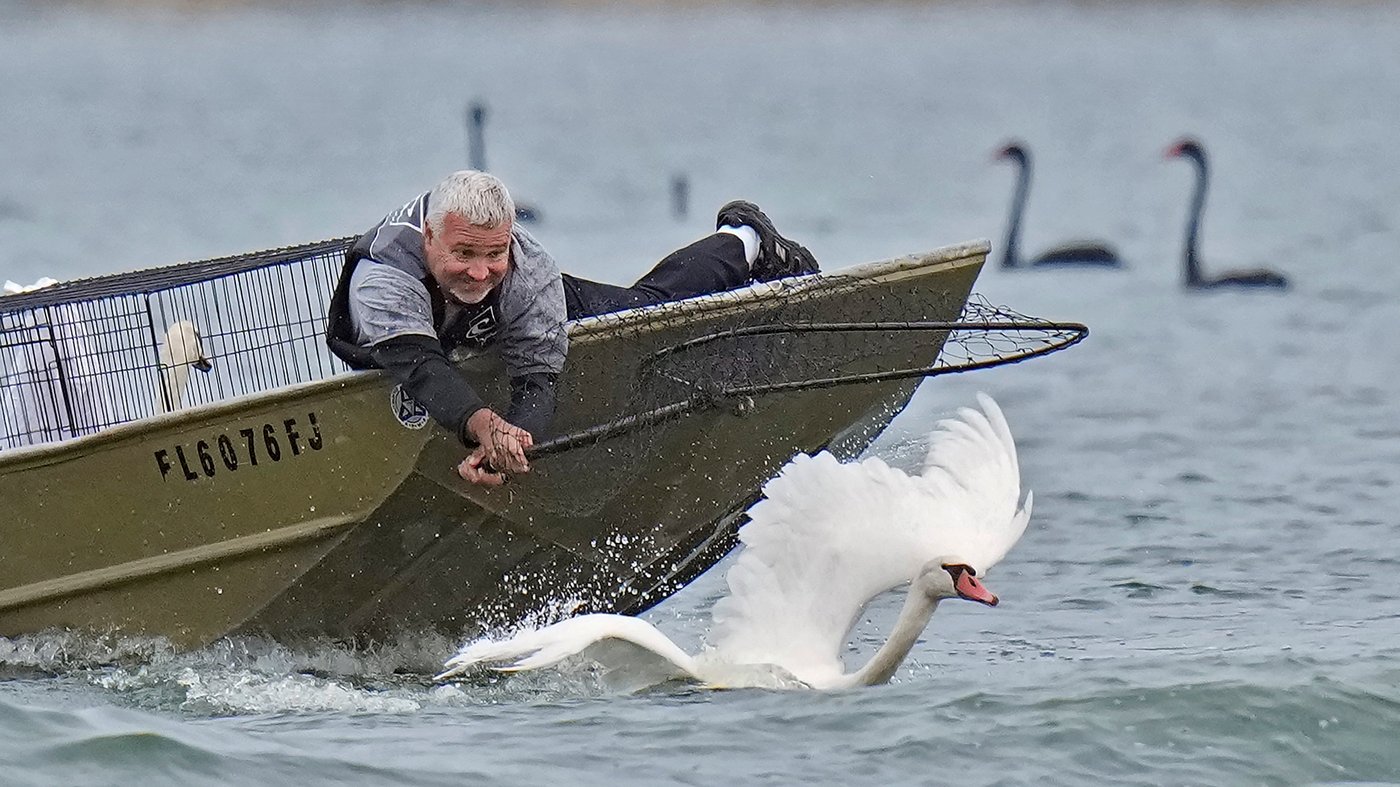 Lakeland's swans, descendants of Queen Elizabeth II's gift, get annual health checkup | iNFOnews.ca