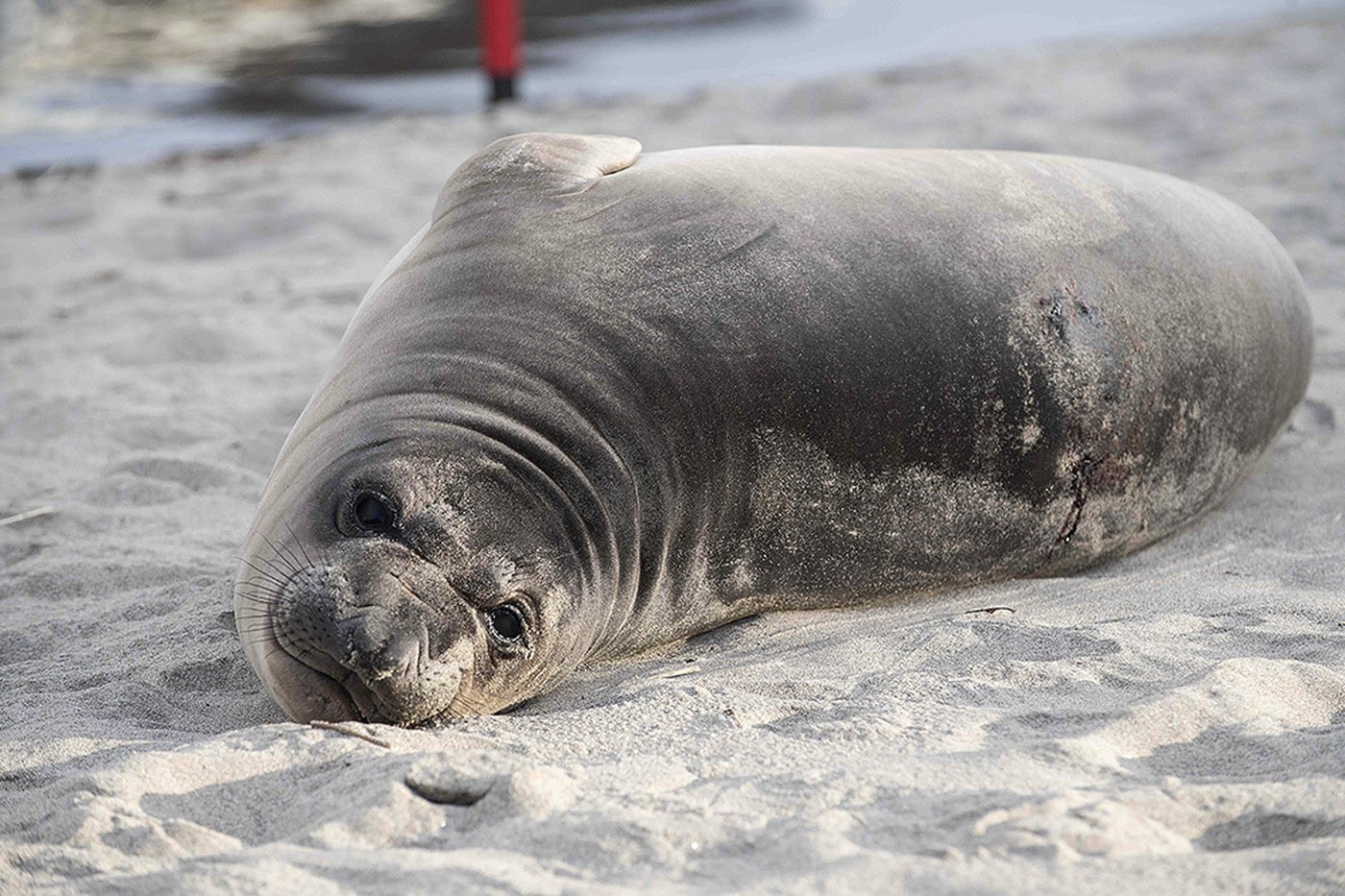 Baby seal stabbed on Oregon coast prompts search for suspect | iNFOnews.ca Baby seal stabbed on Oregon coast prompts search for suspect | iNFOnews.ca