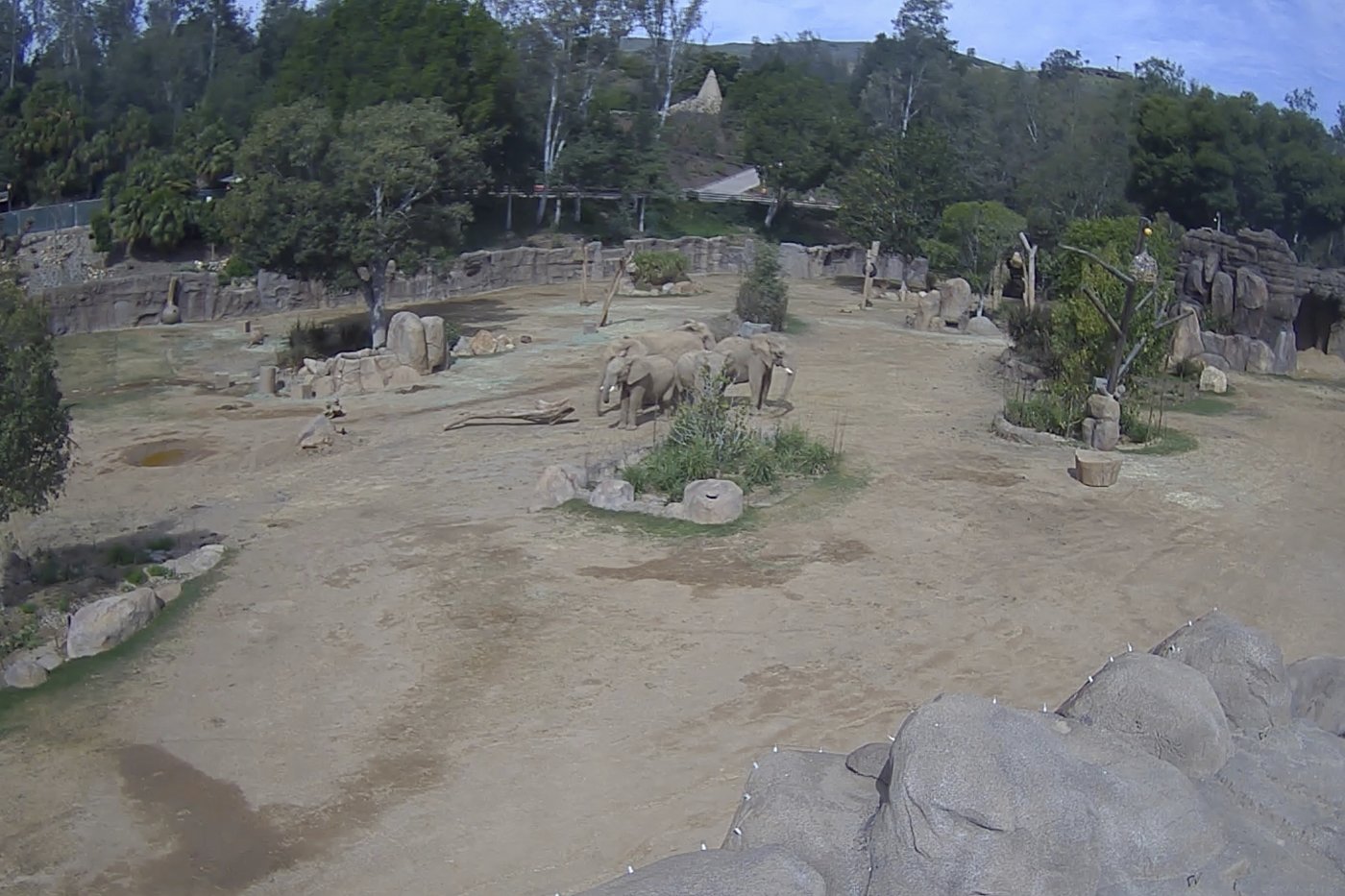 Elephants at San Diego safari park huddle to protect calves during earthquake | iNFOnews.ca