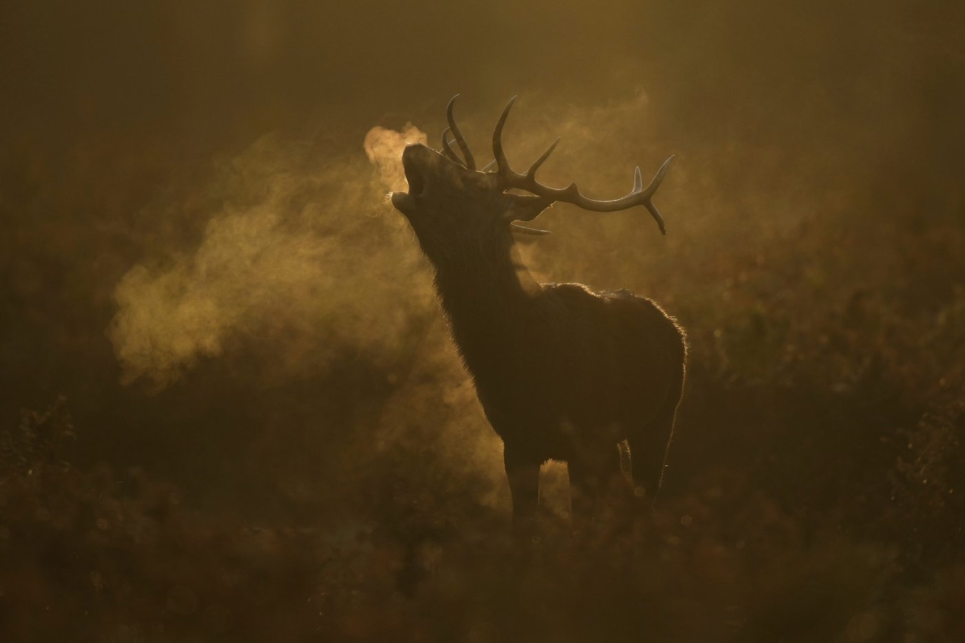 The top photos of the day by AP's photojournalists | iNFOnews.ca