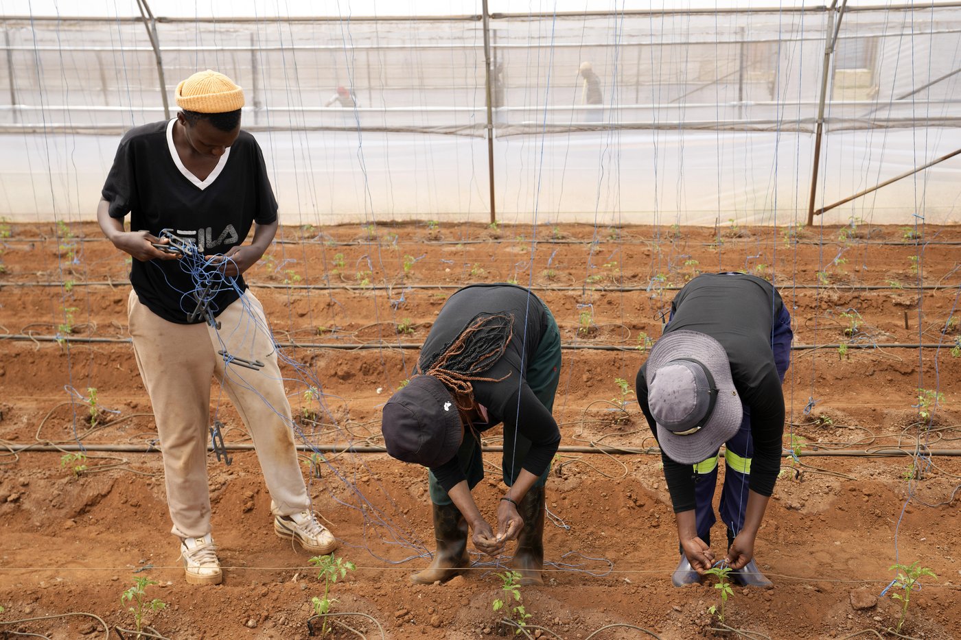 A farming project in South Africa is helping deaf people build skills and find jobs | iNFOnews.ca A farming project in South Africa is helping deaf people build skills and find jobs | iNFOnews.ca