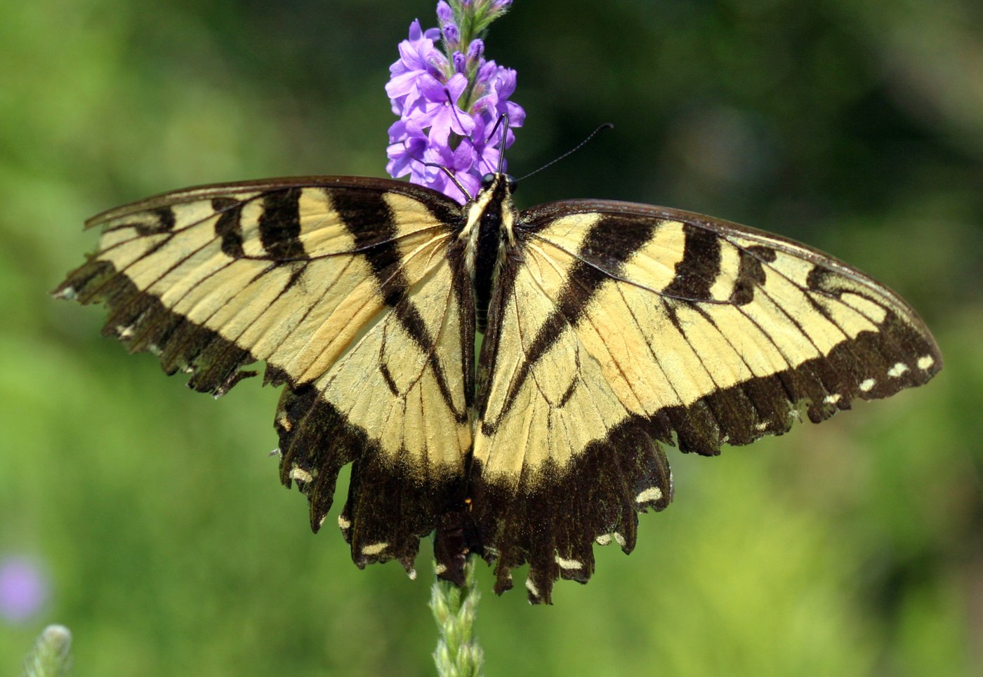 Give caterpillars a 'soft landing' under your trees. The ecosystem will thank you | iNFOnews.ca Give caterpillars a 'soft landing' under your trees. The ecosystem will thank you | iNFOnews.ca