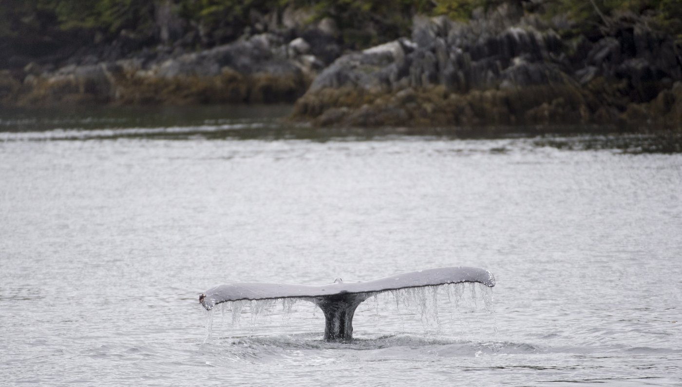 Humpback whale Astroboy is untangled from 140 metres of rope off Vancouver Island | iNFOnews.ca