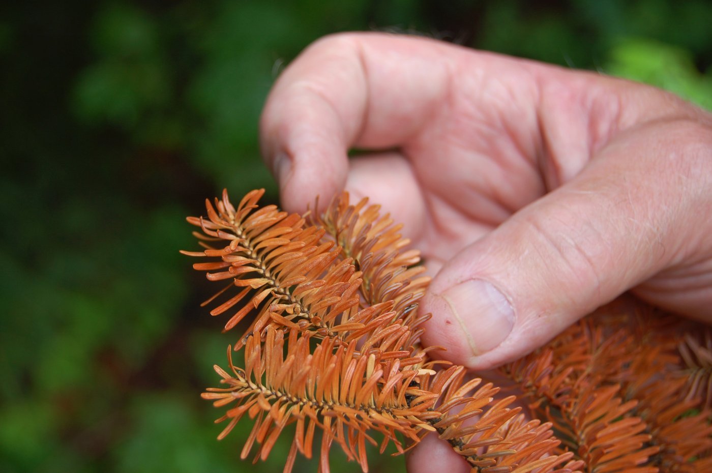 Drought, heat threaten future of balsam firs popular as Christmas trees | iNFOnews.ca