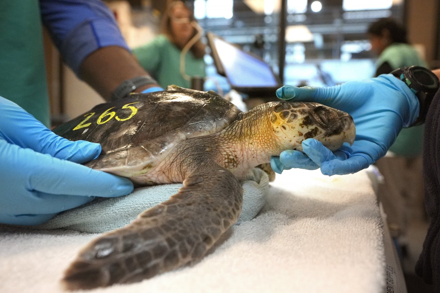 Global warming fills New England's rich waters with death traps for endangered sea turtles | iNFOnews.ca
