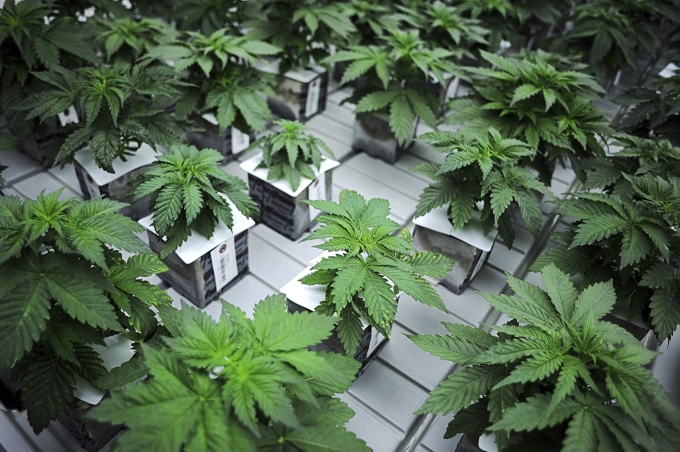 South Dakota is deciding whether to protect abortion rights and legalize recreational marijuana | iNFOnews.ca