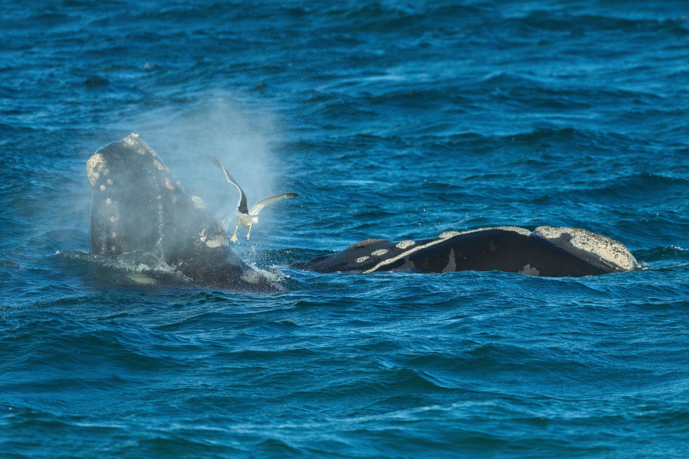Southern right whales awe admirers in Patagonia after coming back from brink of extinction | iNFOnews.ca