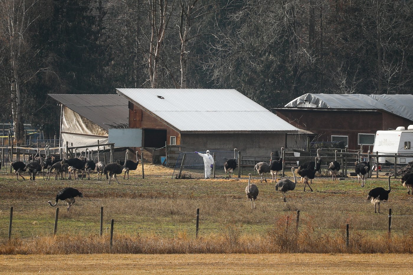'Couldn't stomach it': Ostriches loaded in bins after shooting cull stuns protesters | iNFOnews.ca