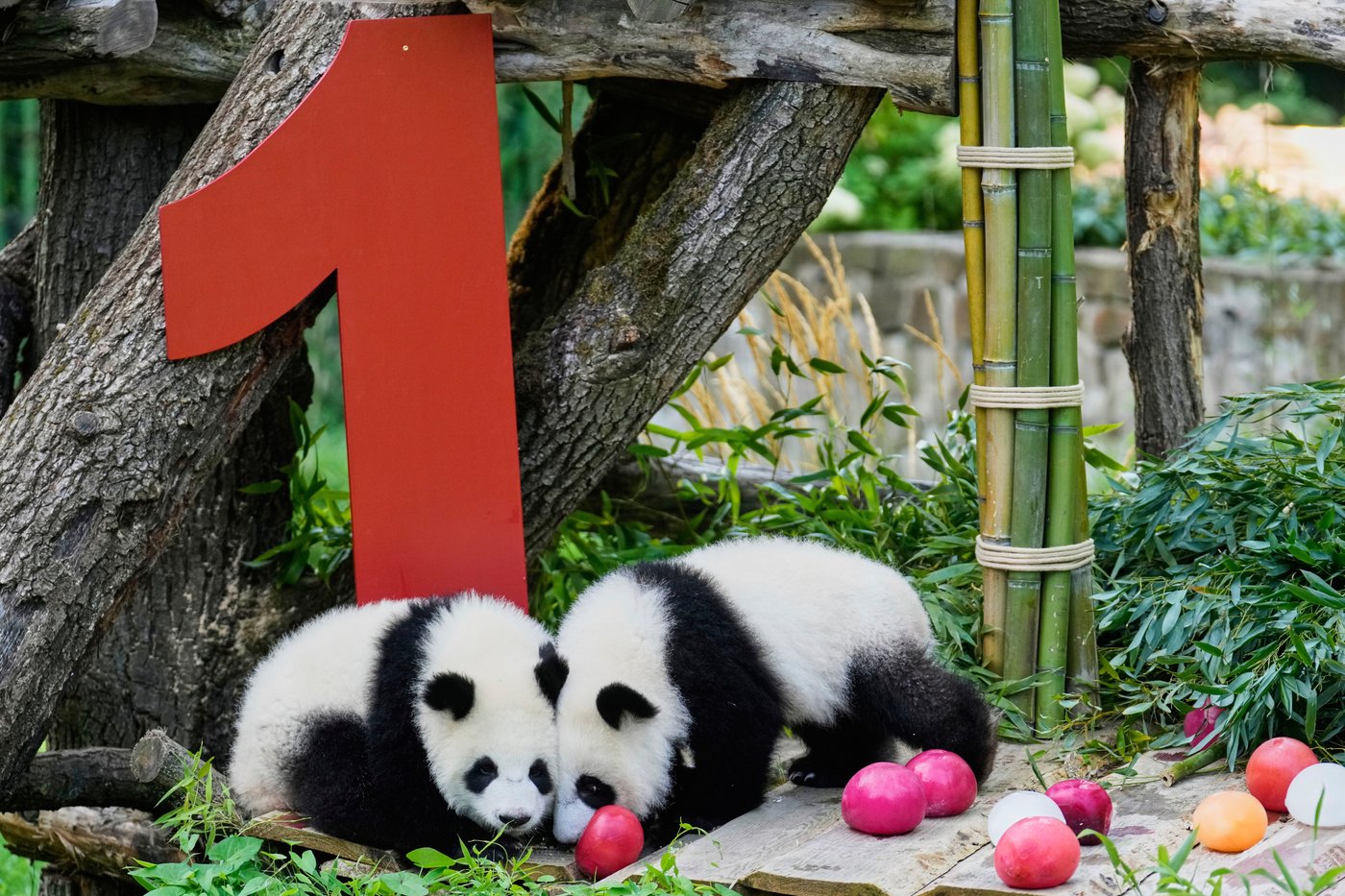 Berlin's newest panda twins, Leni and Lotti, celebrate their 1st birthday | iNFOnews.ca