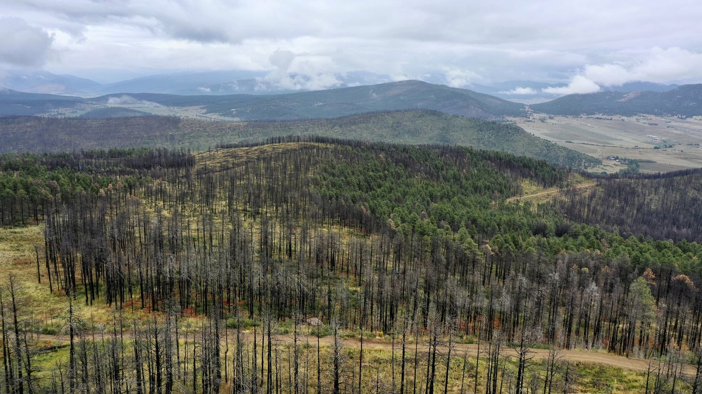 Volunteers help seedlings take root as New Mexico attempts to recover from historic wildfire | iNFOnews.ca