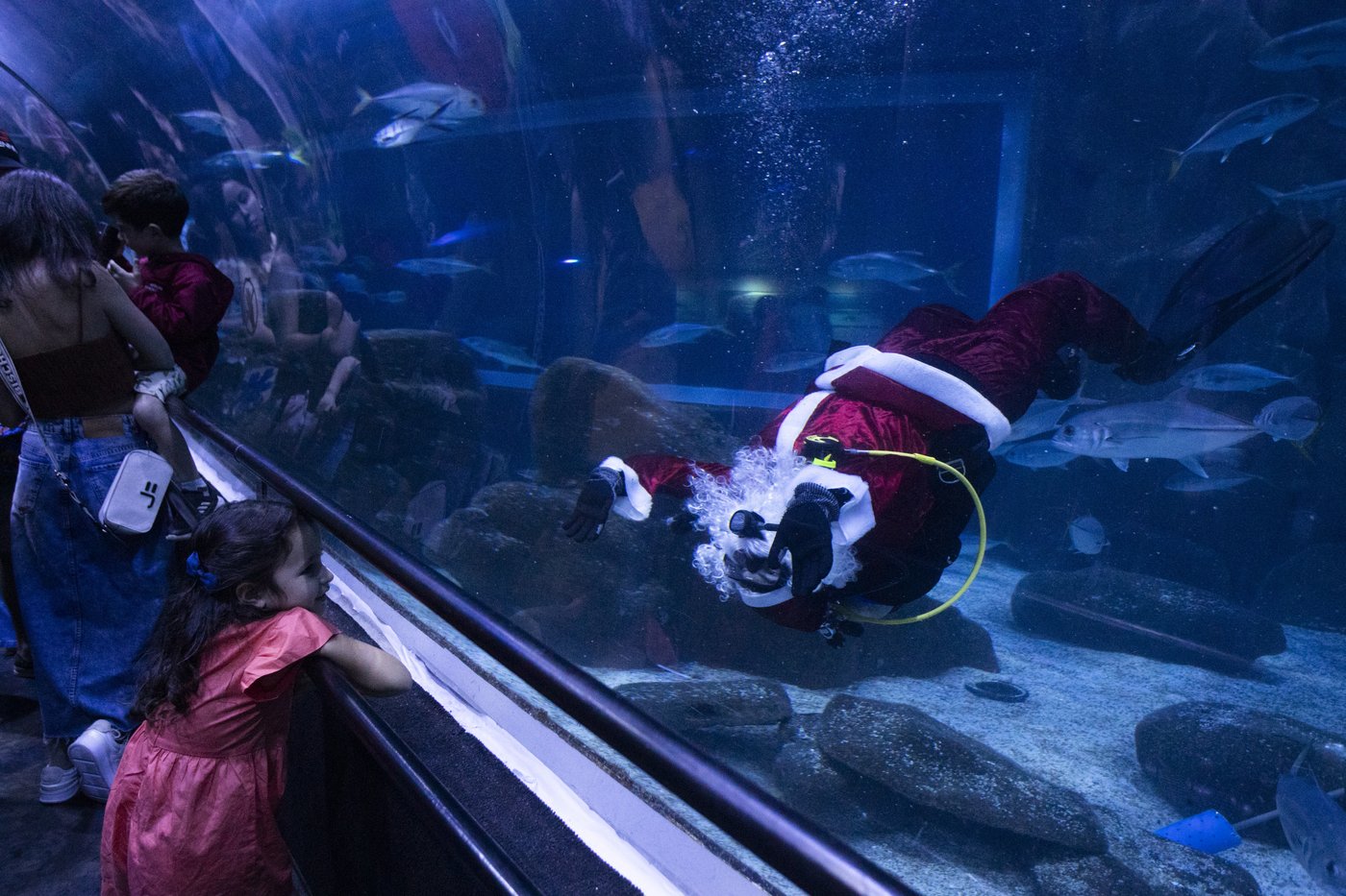 Santa Claus joins sharks for a holiday swim at a Rio de Janeiro aquarium | iNFOnews.ca Santa Claus joins sharks for a holiday swim at a Rio de Janeiro aquarium | iNFOnews.ca
