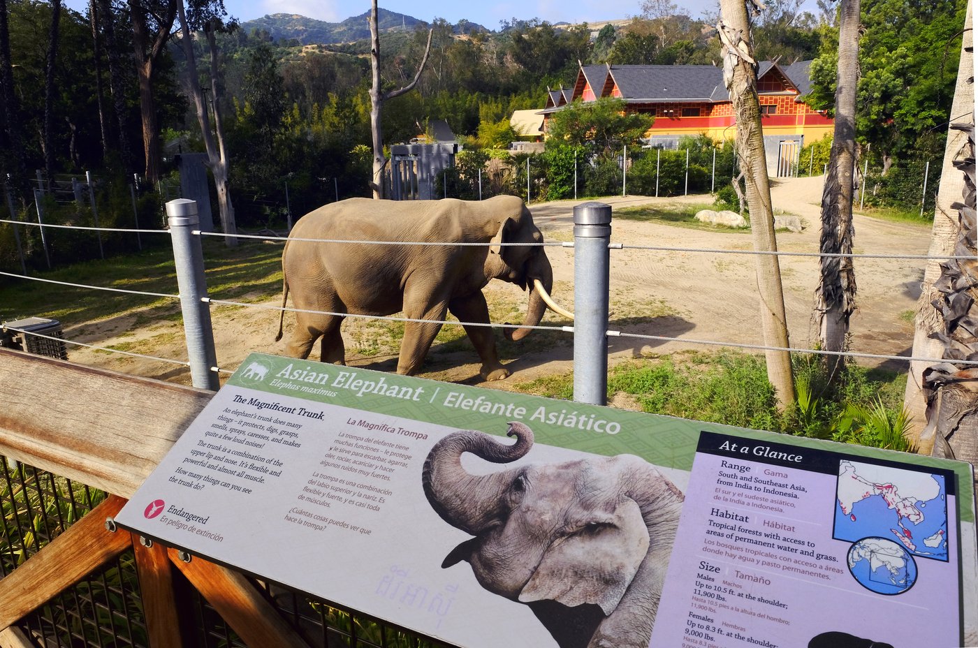 Aging elephants moved from Los Angeles to Tulsa Zoo, but advocates say they should be at a sanctuary | iNFOnews.ca