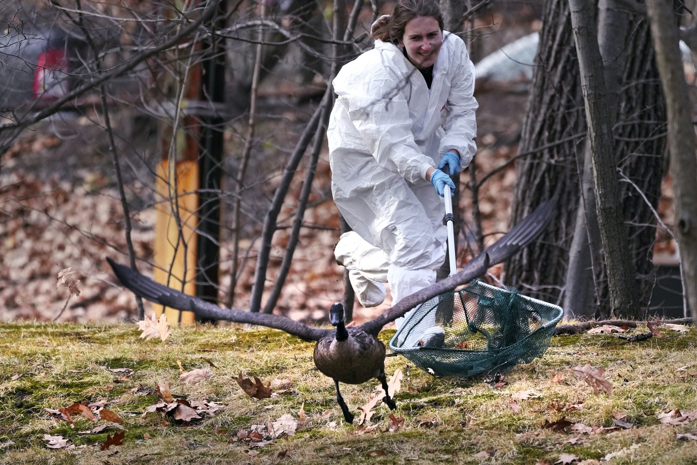 Rescuers rush to save geese and ducks soaked in oil due to spill in Boston river | iNFOnews.ca