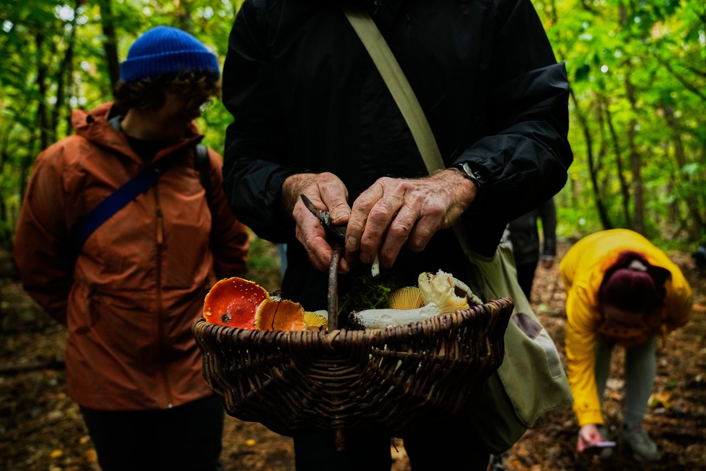 Mushroom hunting in Germany sees a revival thanks to veganism and medicinal fungi, in photos | iNFOnews.ca