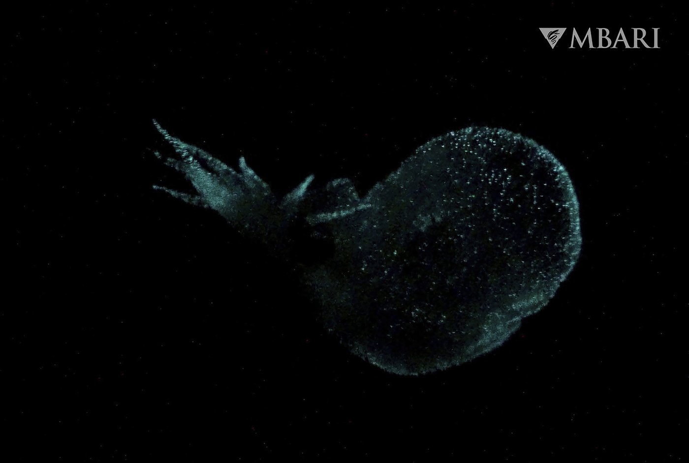 California researchers discover mysterious, gelatinous new sea slug | iNFOnews.ca California researchers discover mysterious, gelatinous new sea slug | iNFOnews.ca
