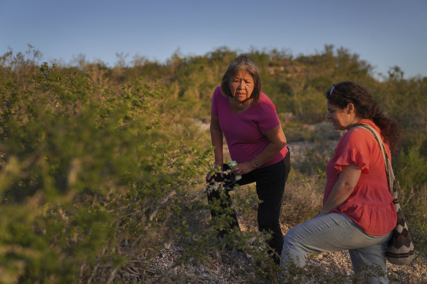 Peyote sacred to Native Americans threatened by psychedelic renaissance and development | iNFOnews.ca Peyote sacred to Native Americans threatened by psychedelic renaissance and development | iNFOnews.ca