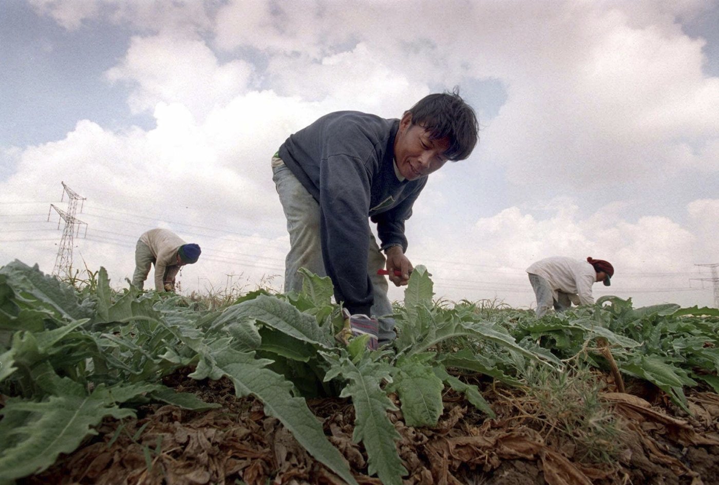 Why were so many Thai farmers among the hostages held by Hamas? | iNFOnews.ca
